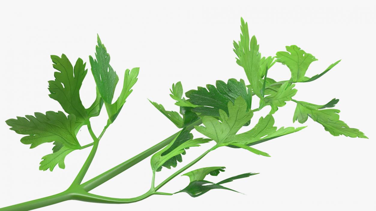 Heap of Parsley Leaves 3D