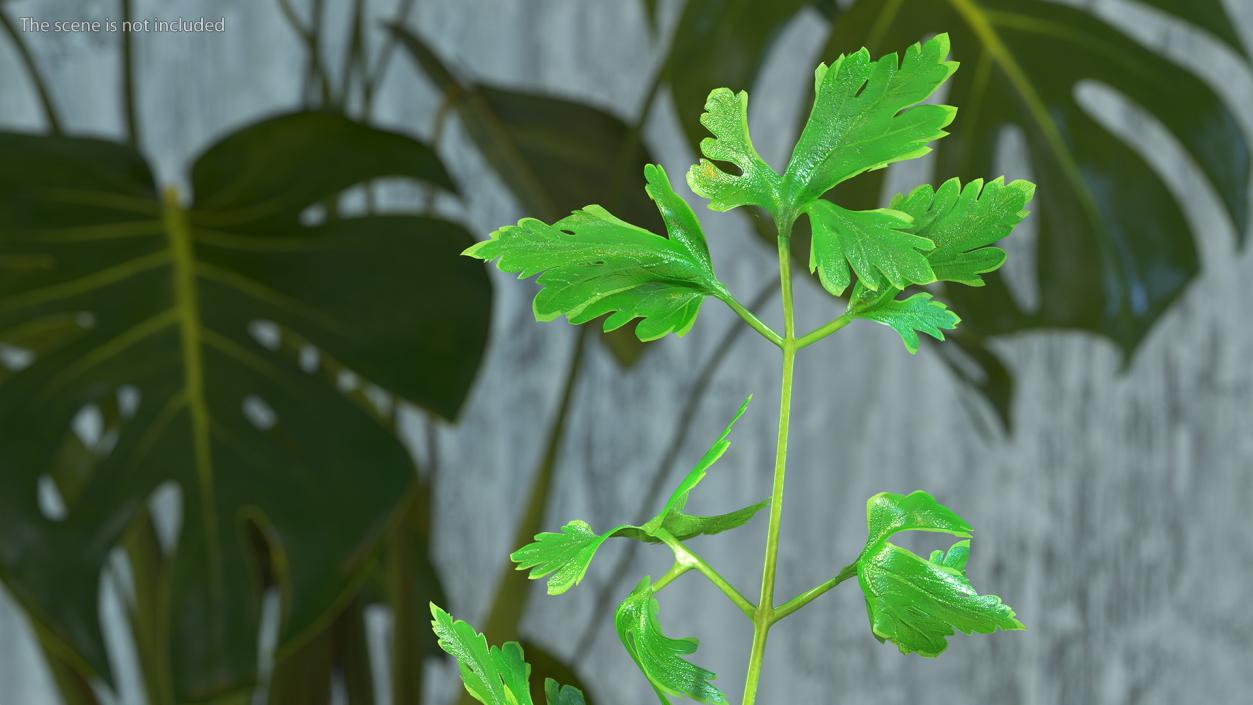 Heap of Parsley Leaves 3D