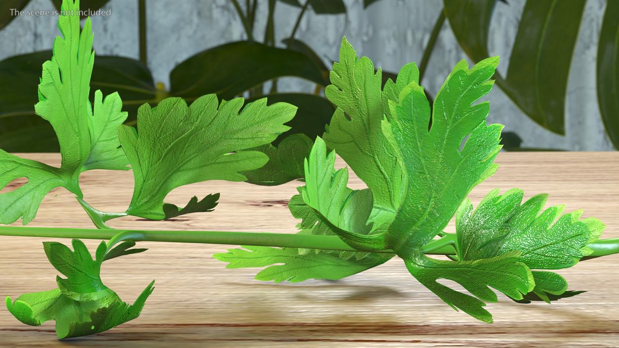 Heap of Parsley Leaves 3D