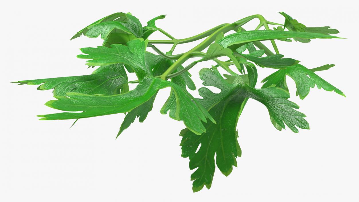 Heap of Parsley Leaves 3D