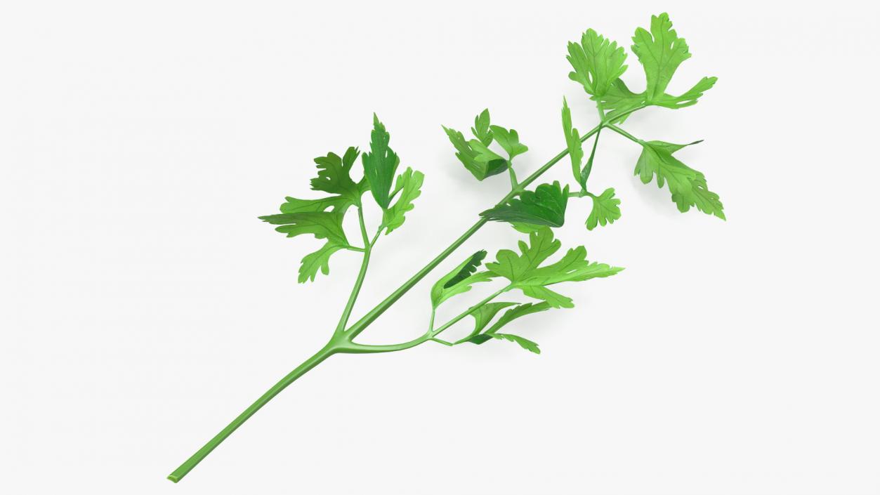 Heap of Parsley Leaves 3D