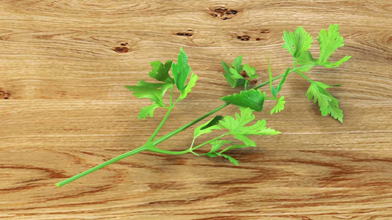 Heap of Parsley Leaves 3D