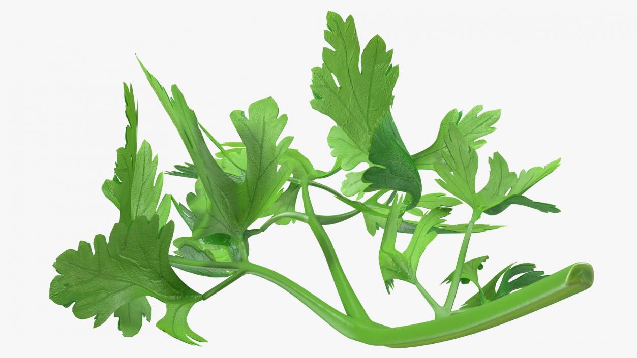 Heap of Parsley Leaves 3D