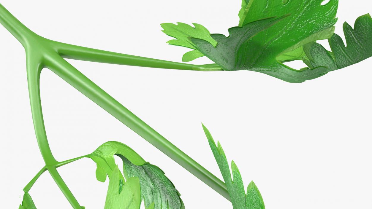 Heap of Parsley Leaves 3D