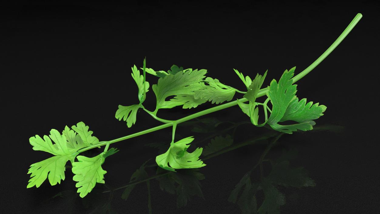 Heap of Parsley Leaves 3D