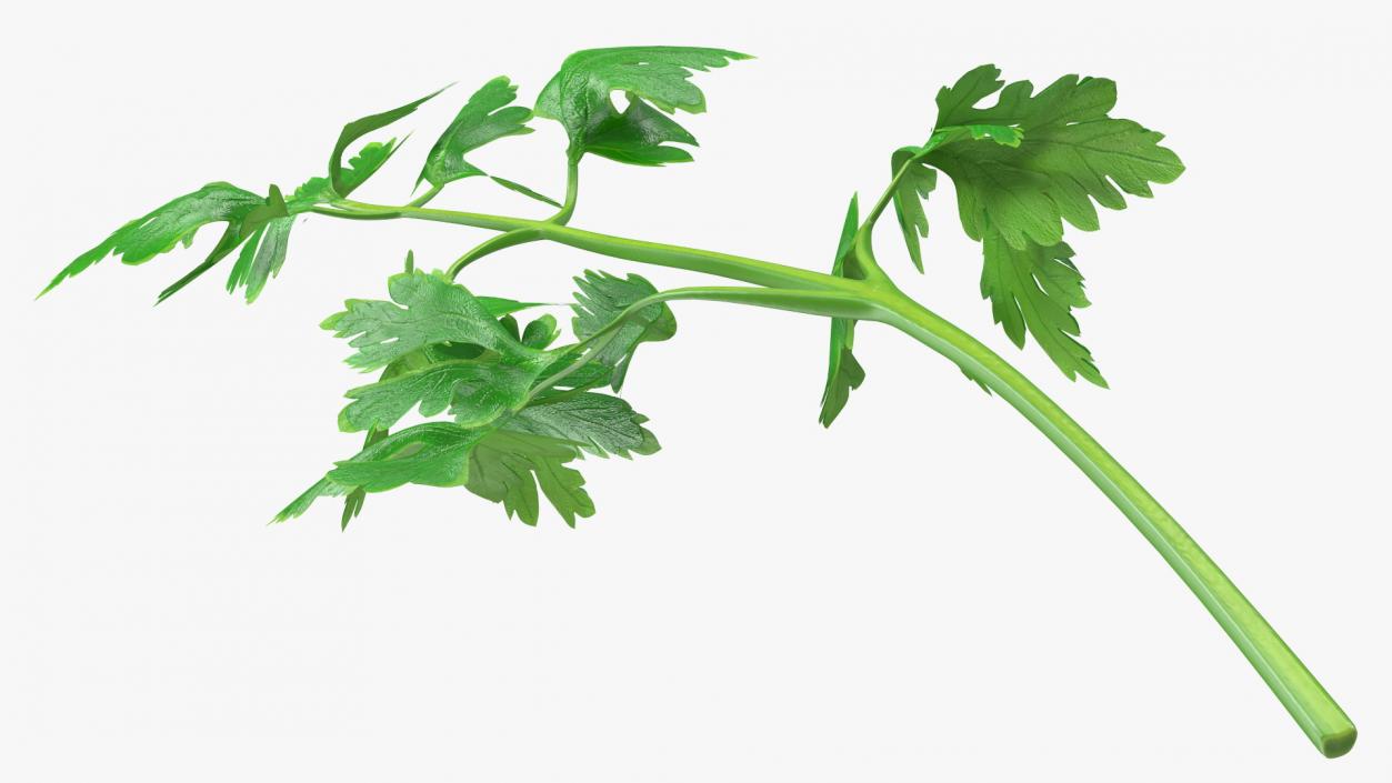 Heap of Parsley Leaves 3D