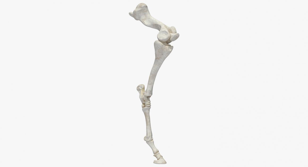 Horse Front Leg 2 3D