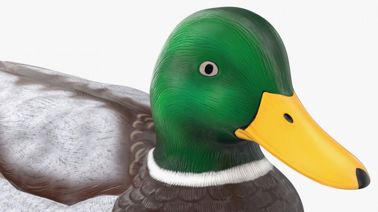 3D Duck Decoy Drake