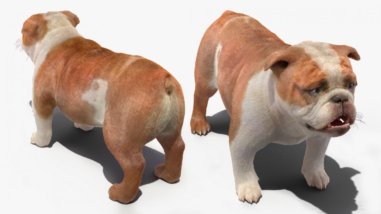 3D Bulldog Fur Rigged model