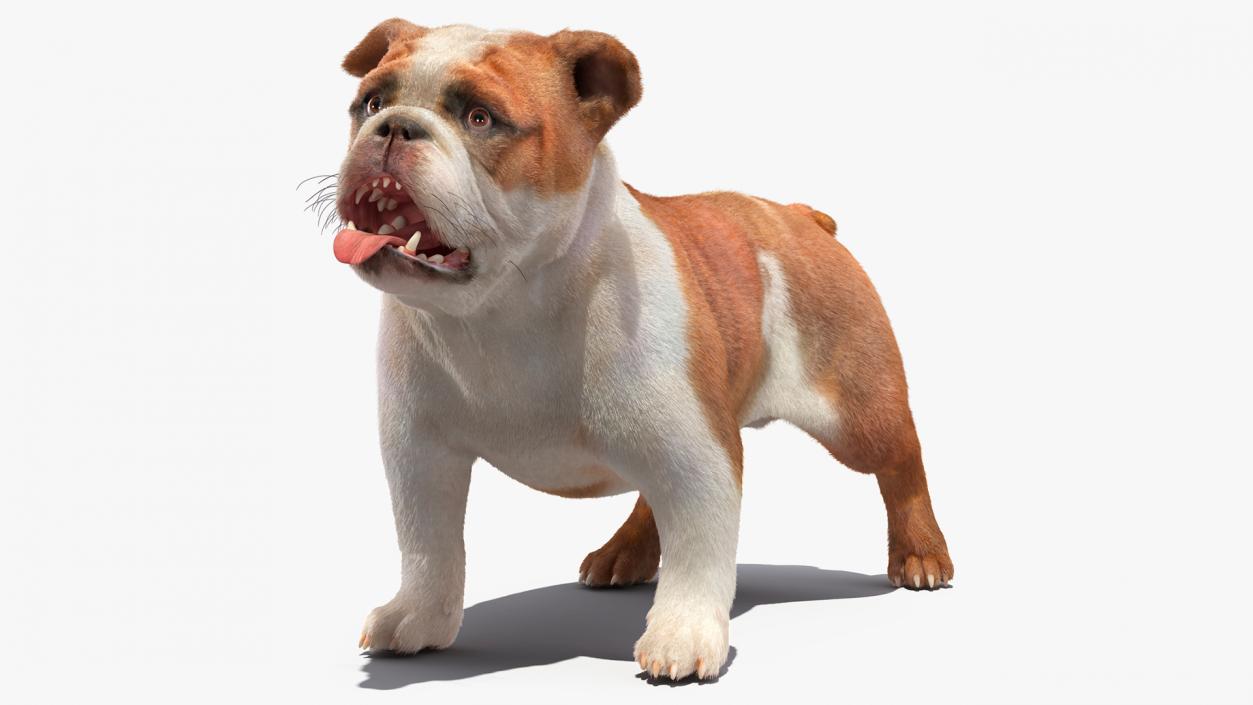 3D Bulldog Fur Rigged model