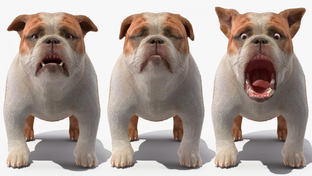 3D Bulldog Fur Rigged model