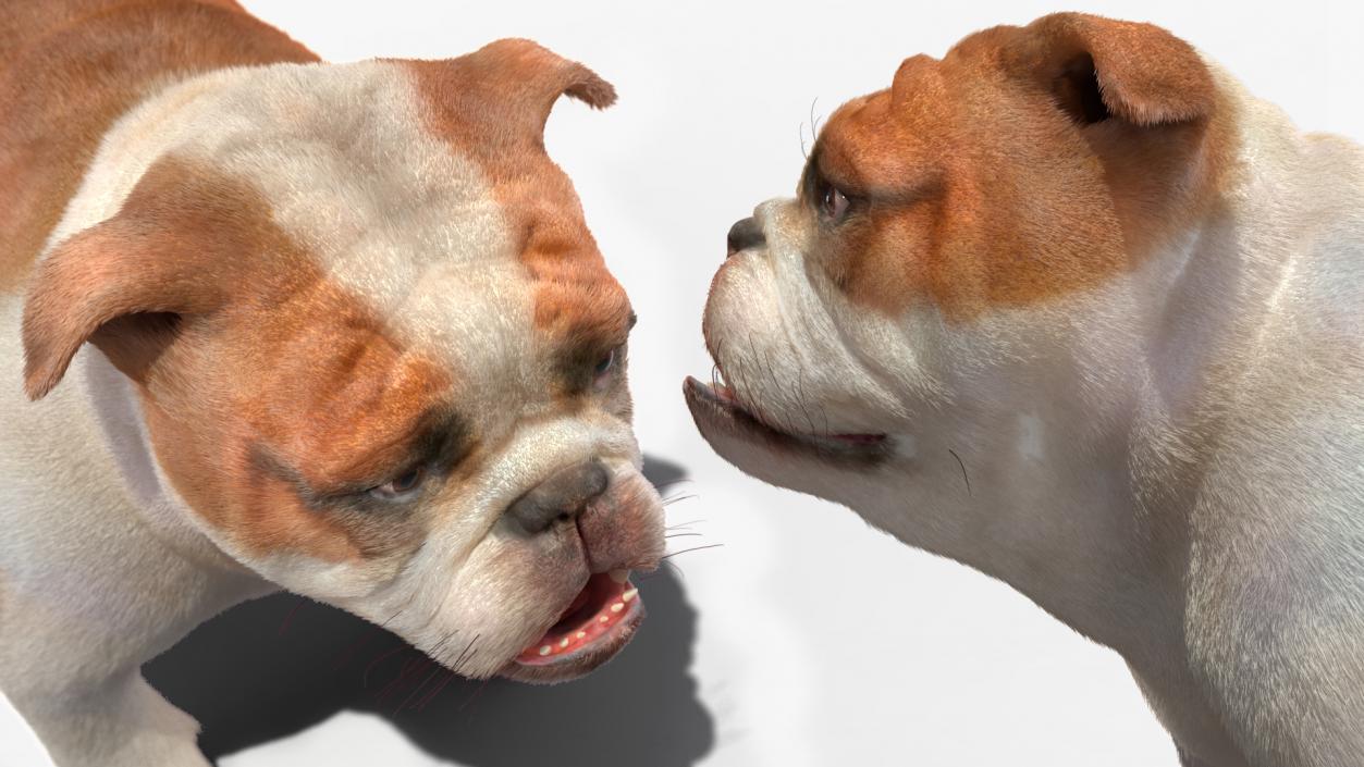 3D Bulldog Fur Rigged model