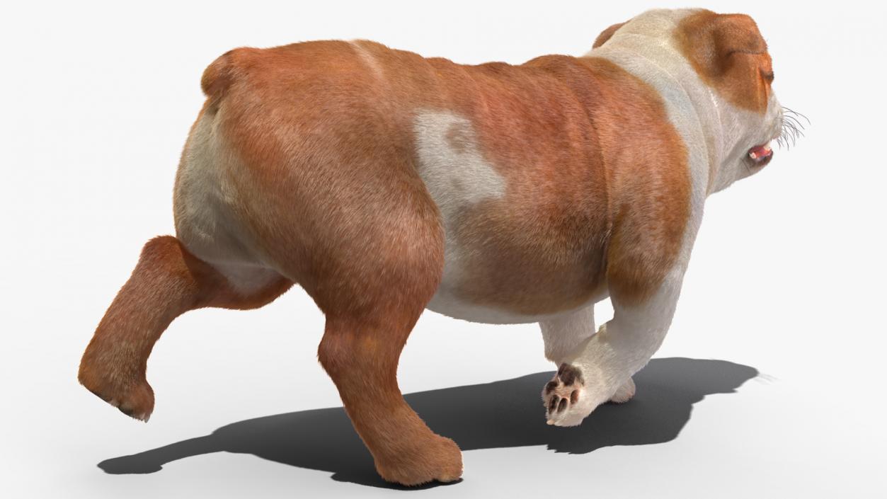 3D Bulldog Fur Rigged model