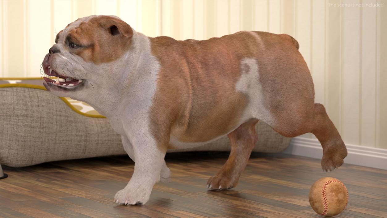 3D Bulldog Fur Rigged model