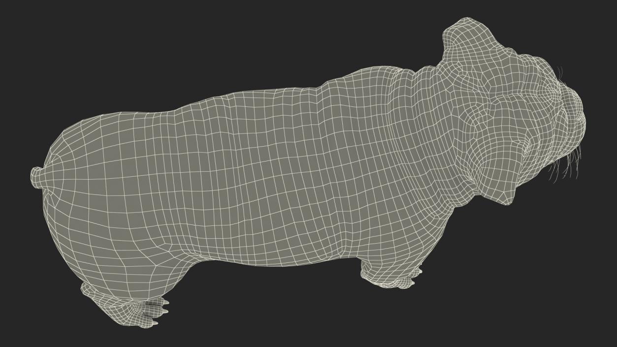 3D Bulldog Fur Rigged model