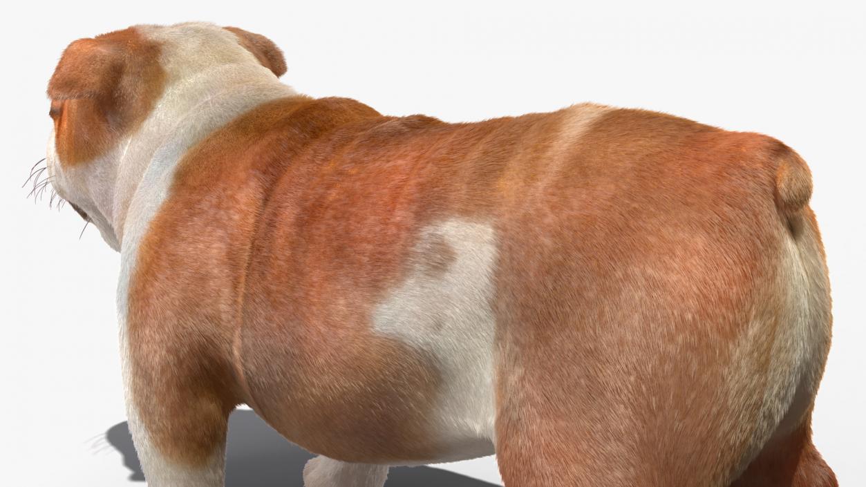 3D Bulldog Fur Rigged model