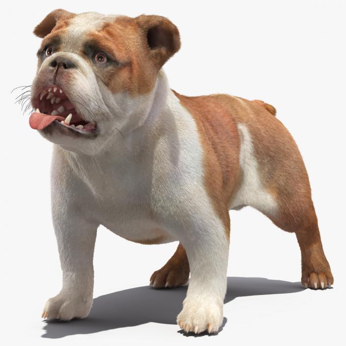 3D Bulldog Fur Rigged model