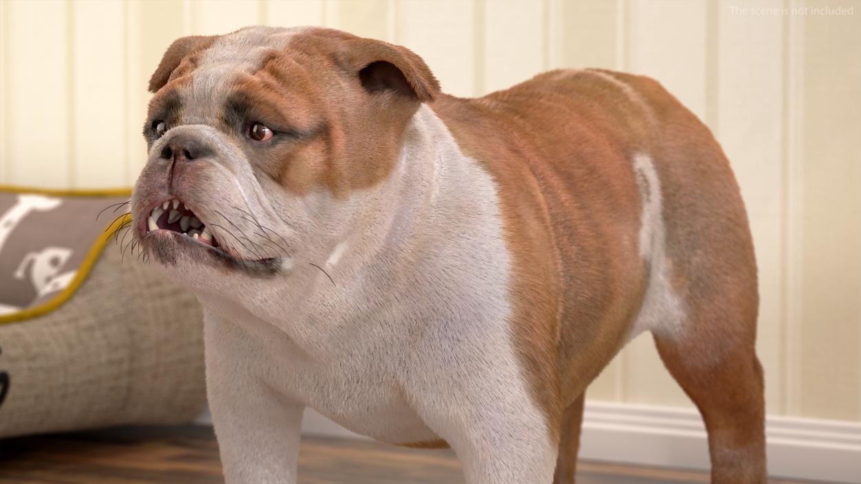 3D Bulldog Fur Rigged model