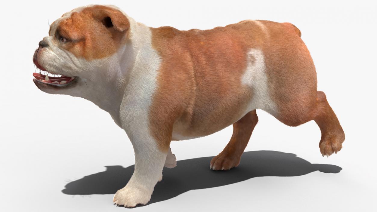 3D Bulldog Fur Rigged model