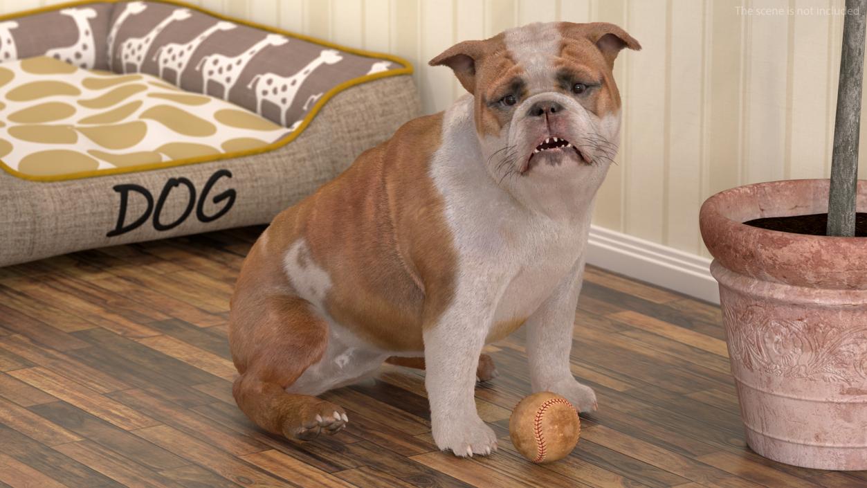 3D Bulldog Fur Rigged model