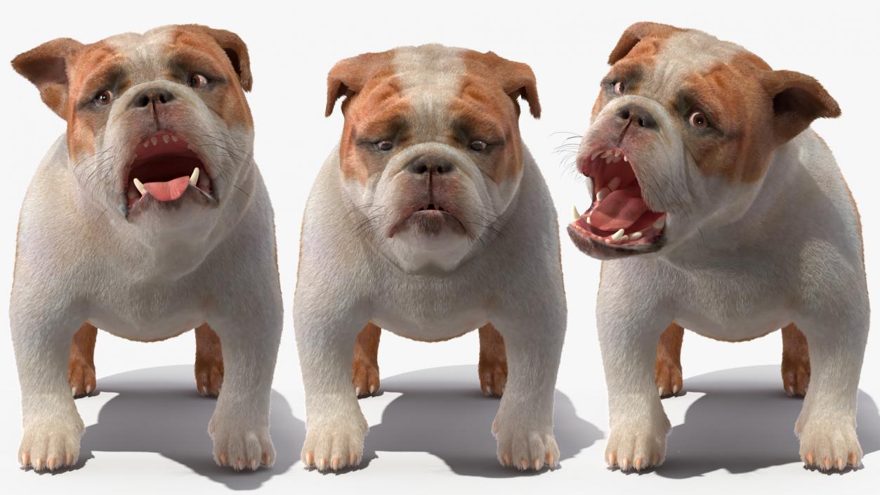 3D Bulldog Fur Rigged model