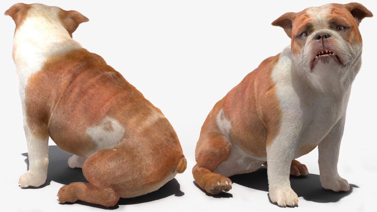 3D Bulldog Fur Rigged model