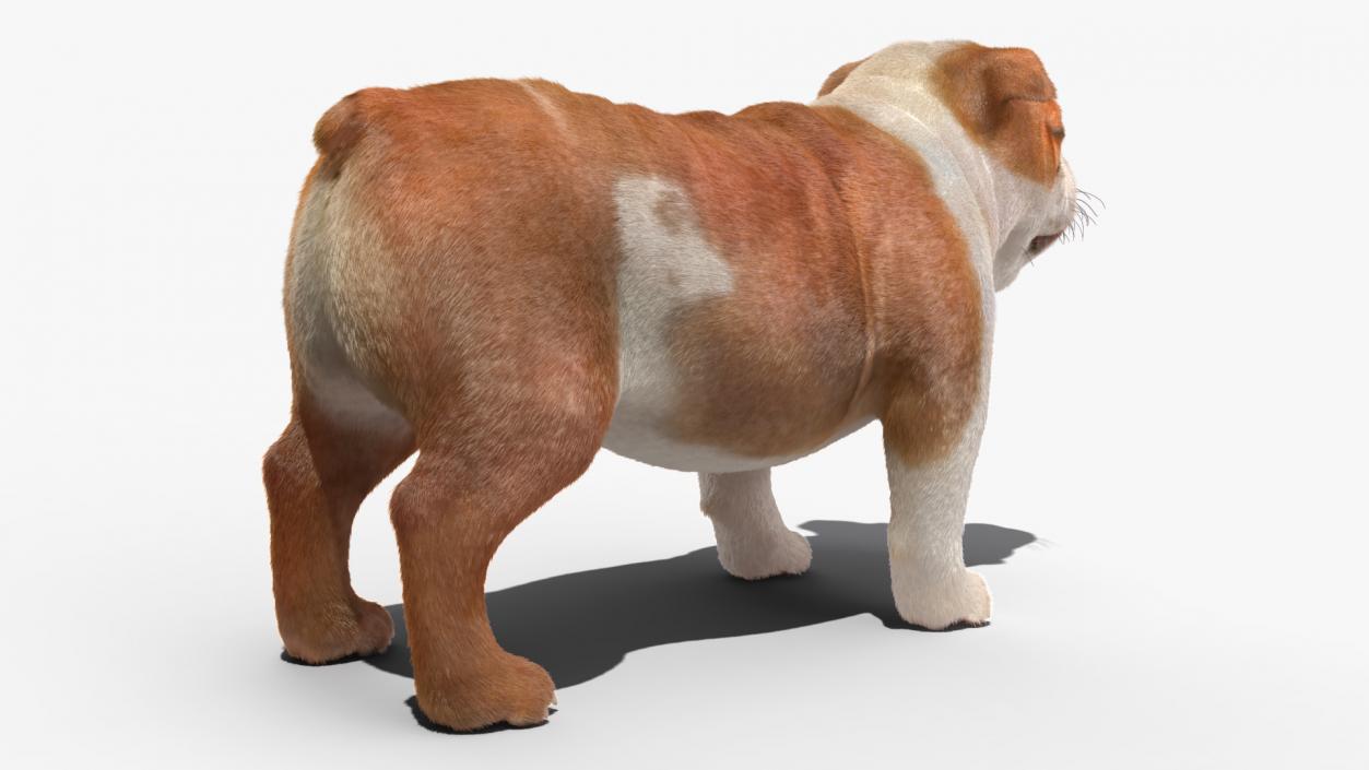 3D Bulldog Fur Rigged model