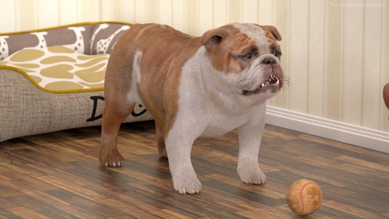 3D Bulldog Fur Rigged model