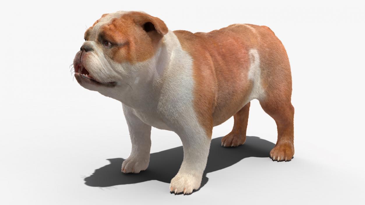 3D Bulldog Fur Rigged model