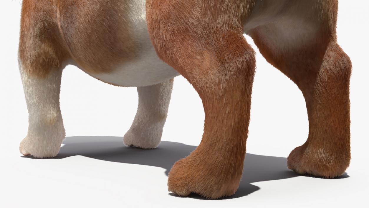 3D Bulldog Fur Rigged model