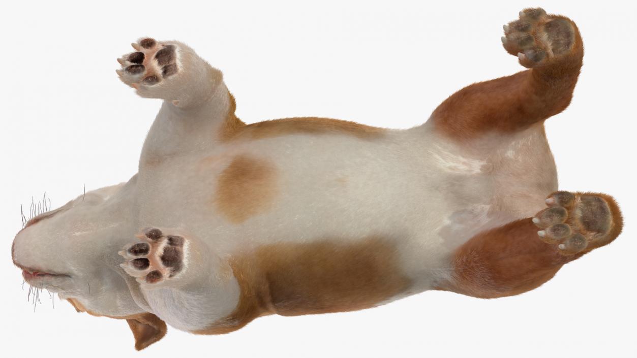 3D Bulldog Fur Rigged model