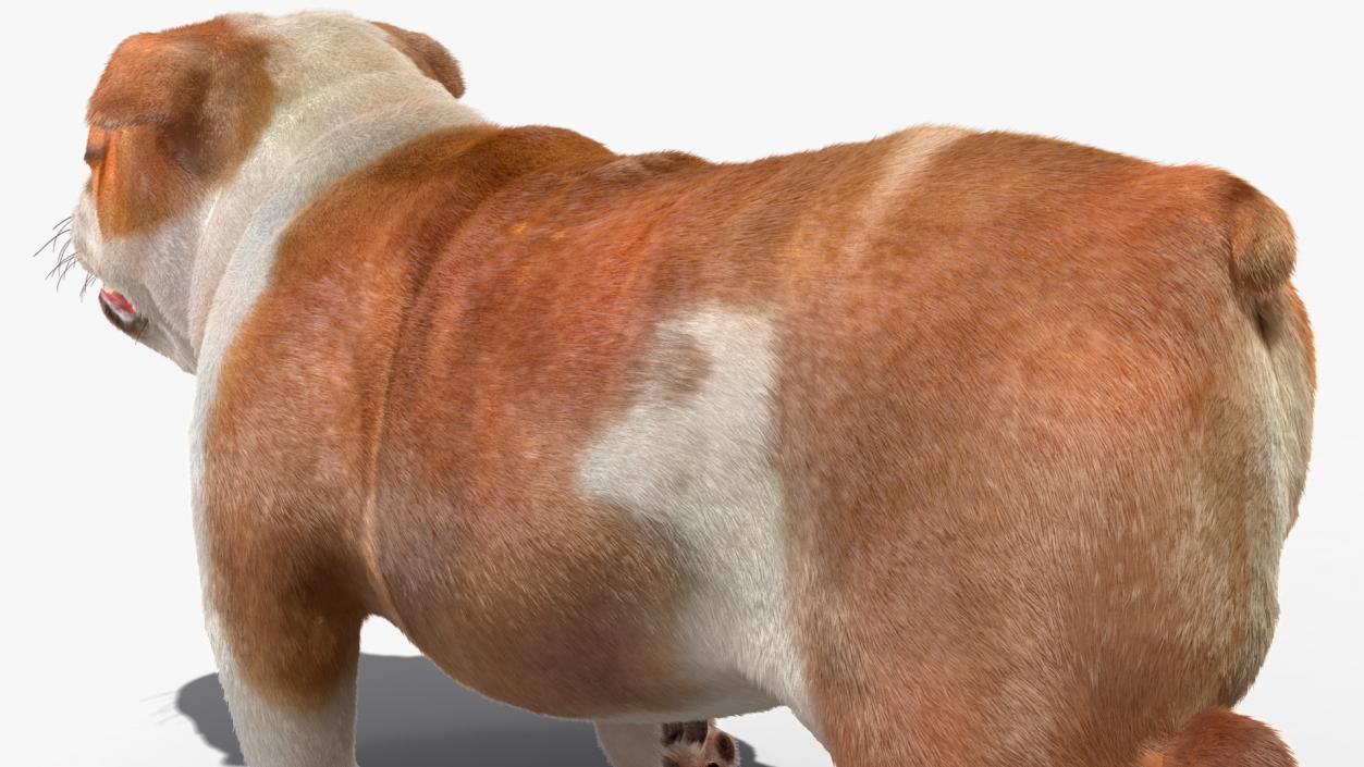 Walking Bulldog Fur 3D model