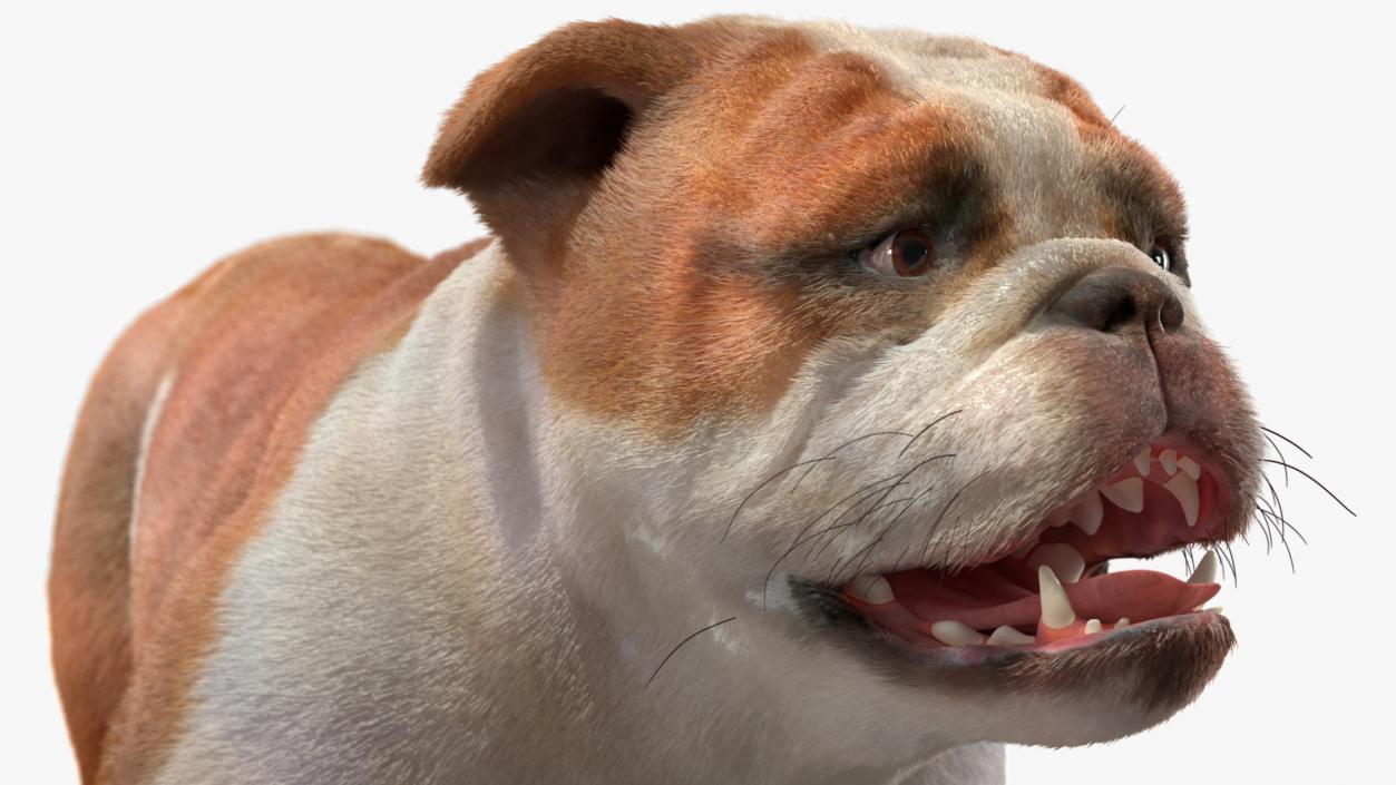 Walking Bulldog Fur 3D model