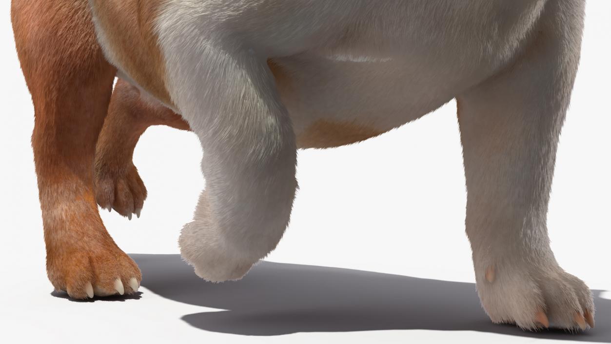 Walking Bulldog Fur 3D model