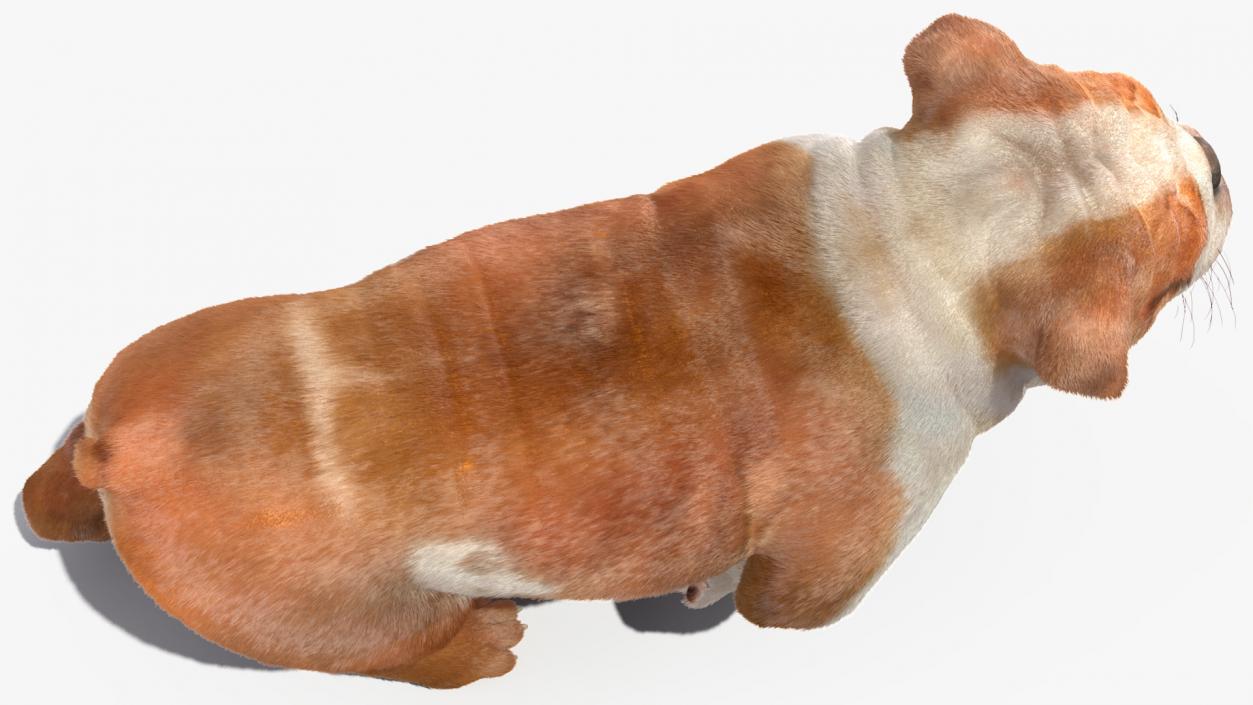 Walking Bulldog Fur 3D model