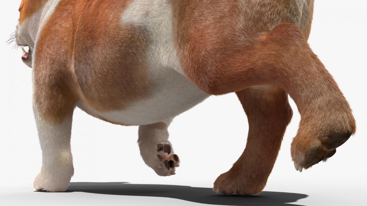 Walking Bulldog Fur 3D model