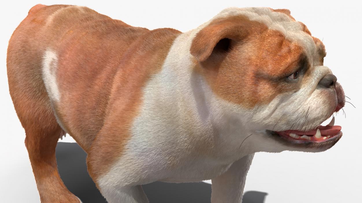 Walking Bulldog Fur 3D model