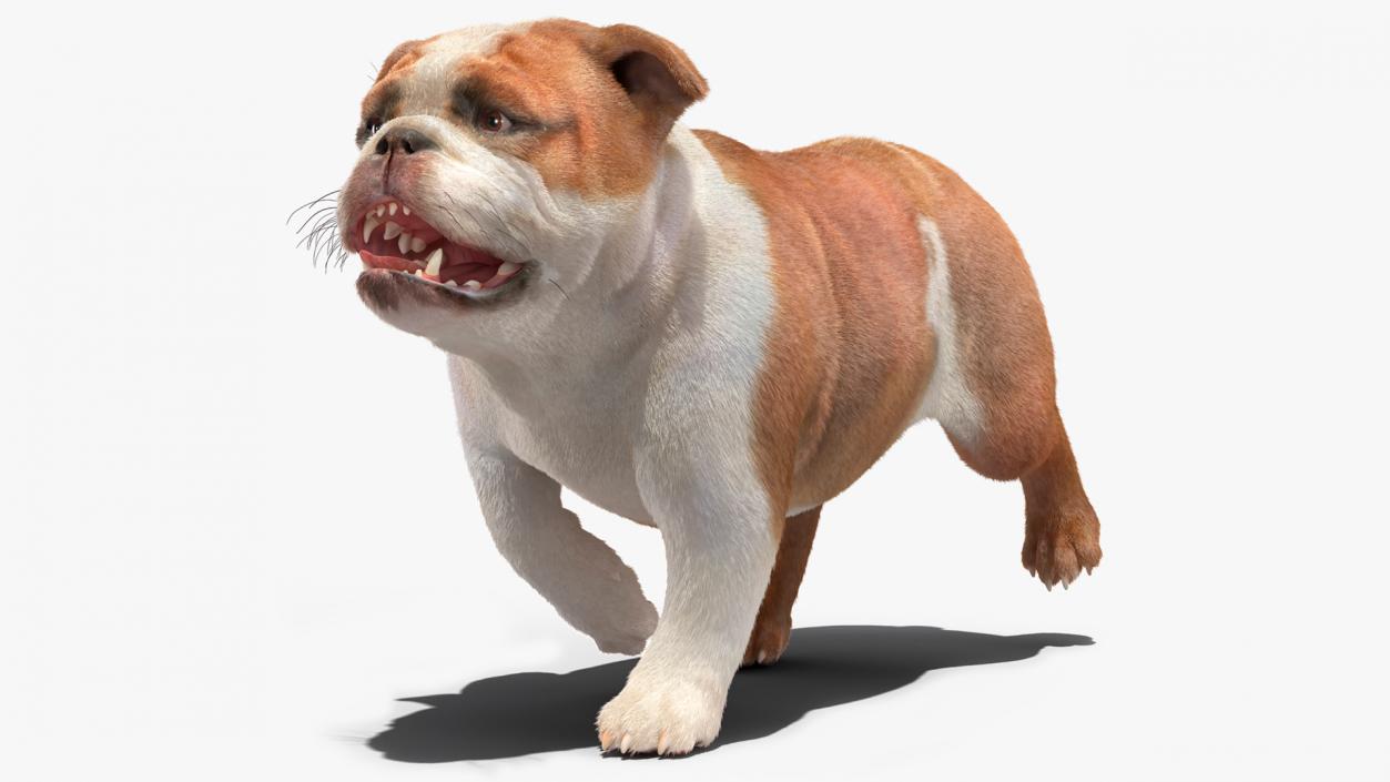 Walking Bulldog Fur 3D model