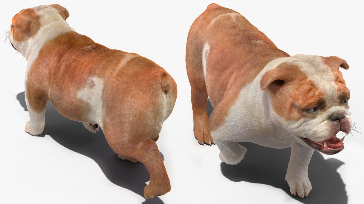 Walking Bulldog Fur 3D model