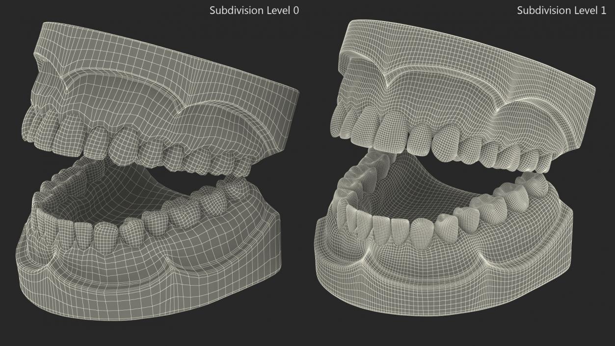 Human Teeth Anatomy Educational Replica 3D model