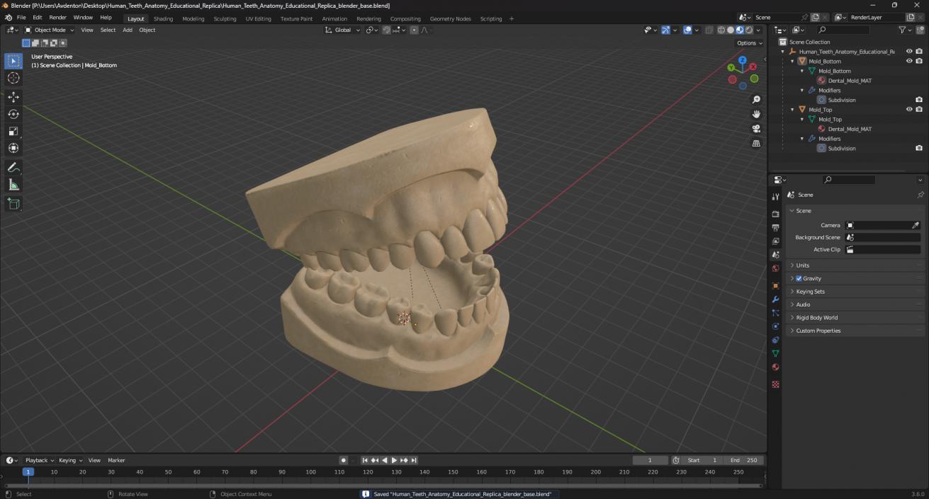 Human Teeth Anatomy Educational Replica 3D model