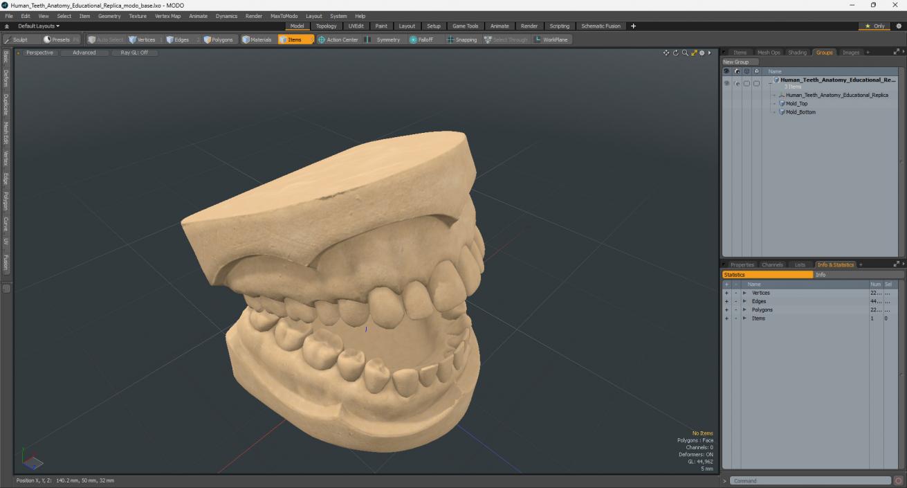 Human Teeth Anatomy Educational Replica 3D model