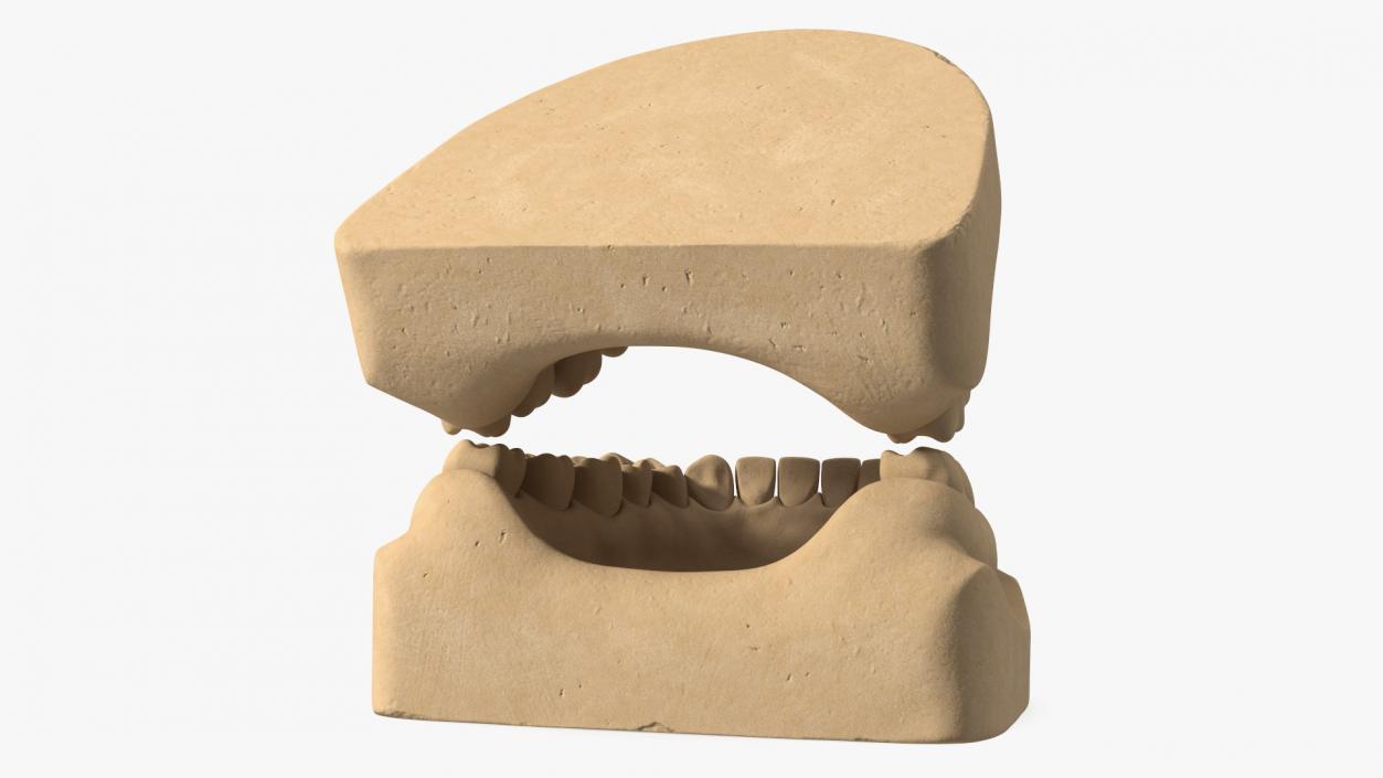 Human Teeth Anatomy Educational Replica 3D model