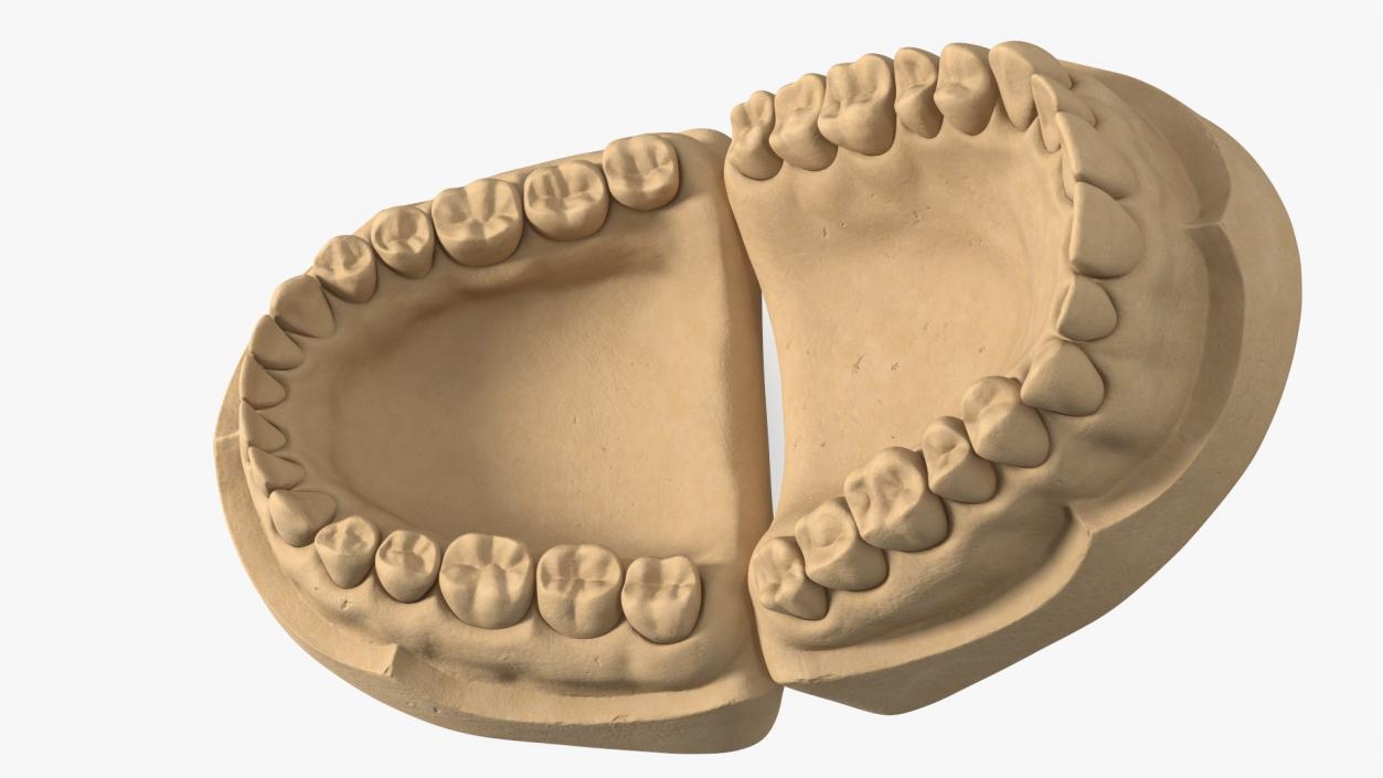 Human Teeth Anatomy Educational Replica 3D model