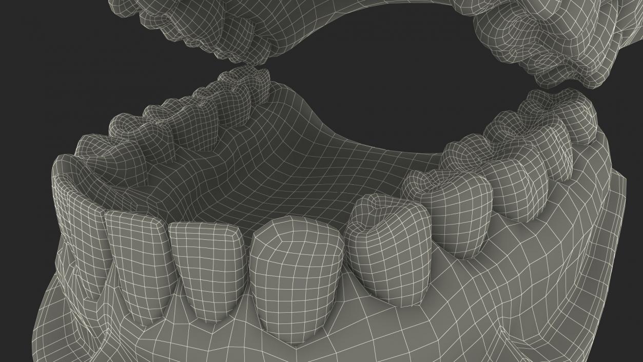 Human Teeth Anatomy Educational Replica 3D model