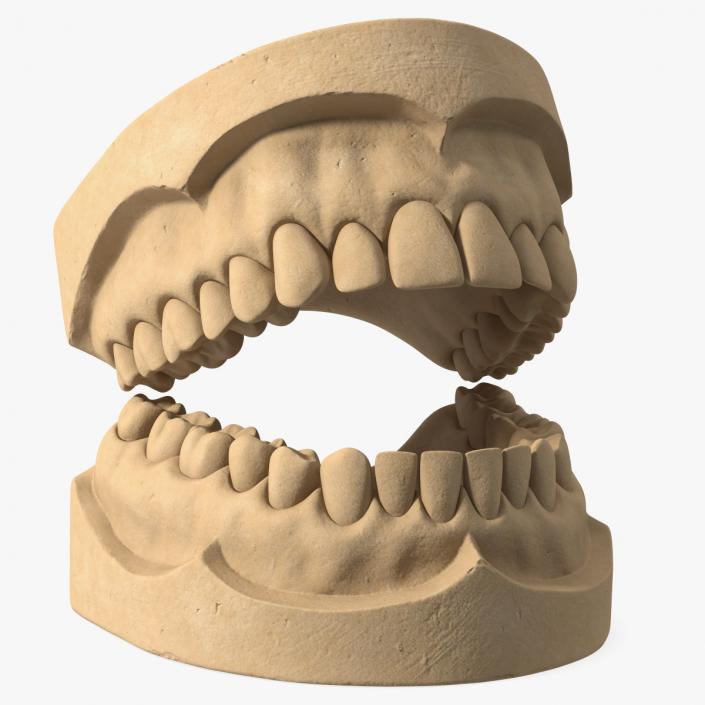 Human Teeth Anatomy Educational Replica 3D model