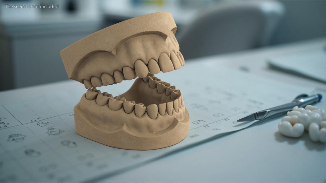 Human Teeth Anatomy Educational Replica 3D model