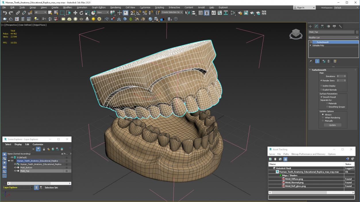 Human Teeth Anatomy Educational Replica 3D model