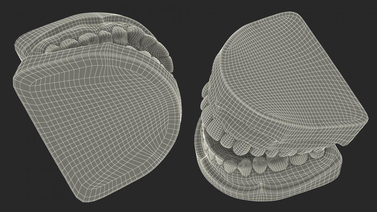 Human Teeth Anatomy Educational Replica 3D model