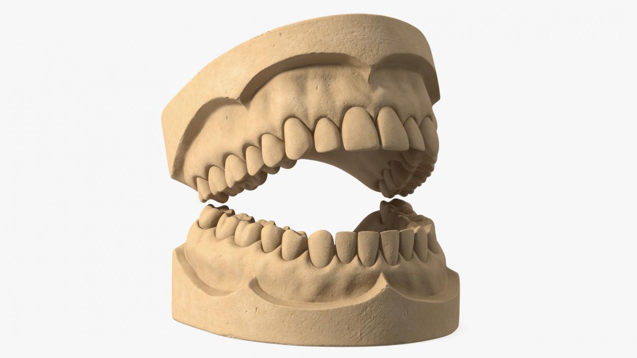 Human Teeth Anatomy Educational Replica 3D model